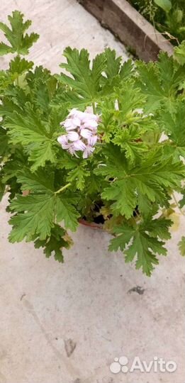 Комнатные растения и цветы