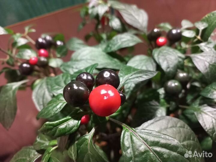 Перец острый Черный принц (семена)