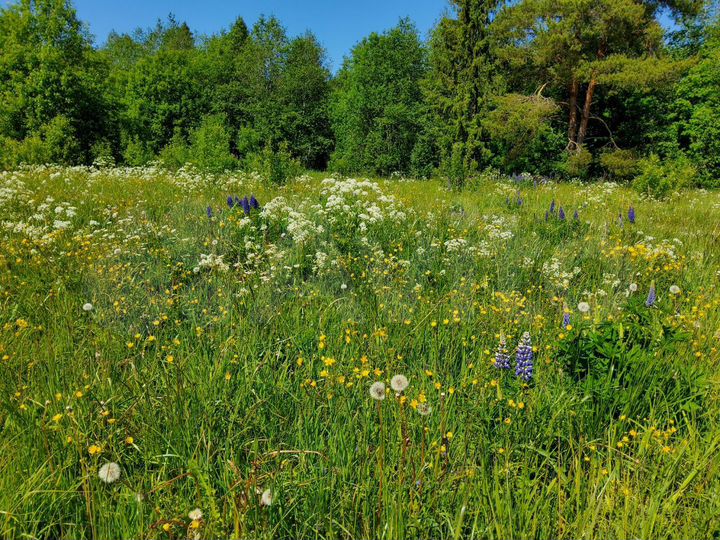 Участок 7,5 сот. (ИЖС)