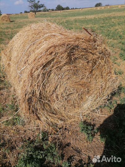 Продам сено