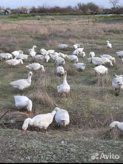 Гуси Мамут Датский