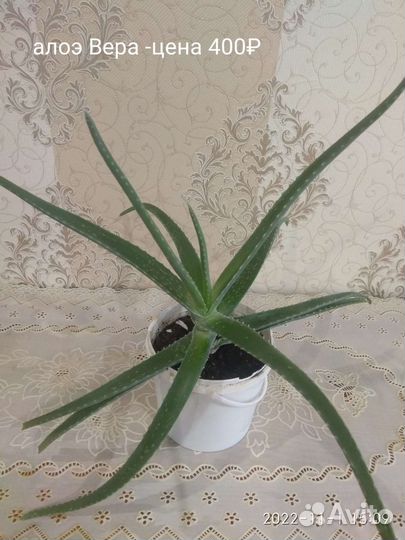 Алоэ(столетник)