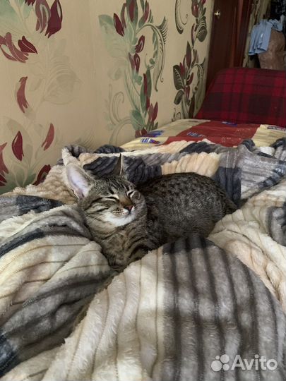 Потерялась кошка
