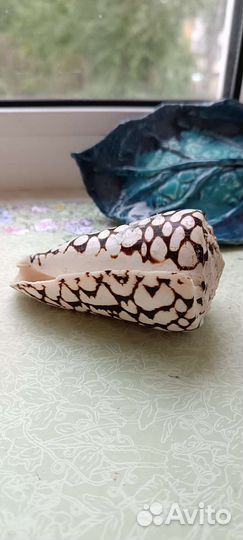 Морские раковины