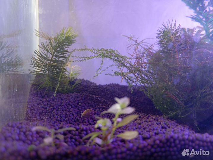 Аквариум с рыбками и со всем необходимым