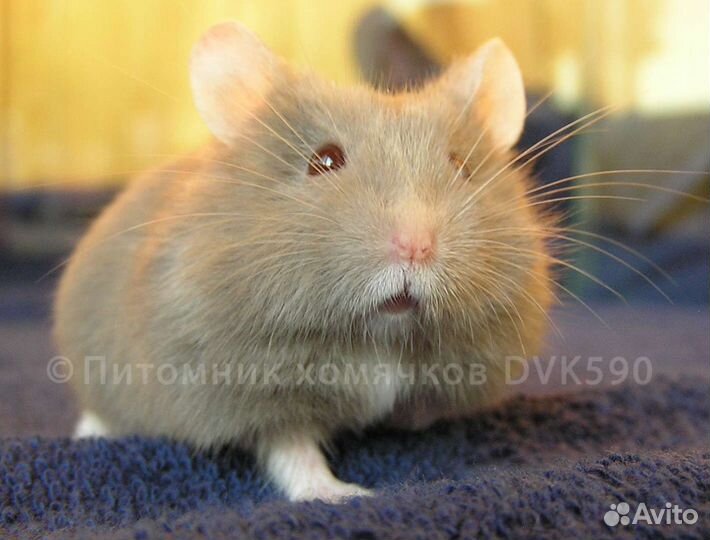 Хомячок, Новая клетка, Корм, Опилки + Доставка