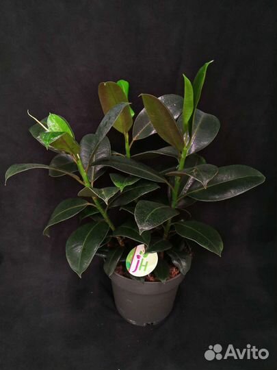 Фикус эластика мелани 3 растения 19/55