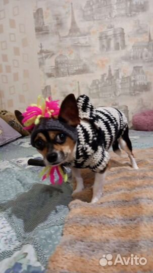 Одежда для маленьких собак