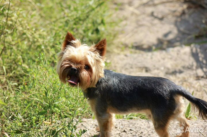 Вязка йоркширский терьер кабель