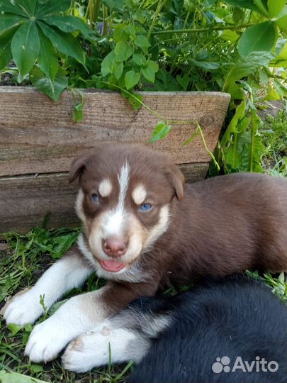 Щенки от хаски