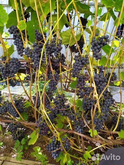 Саженцы винограда