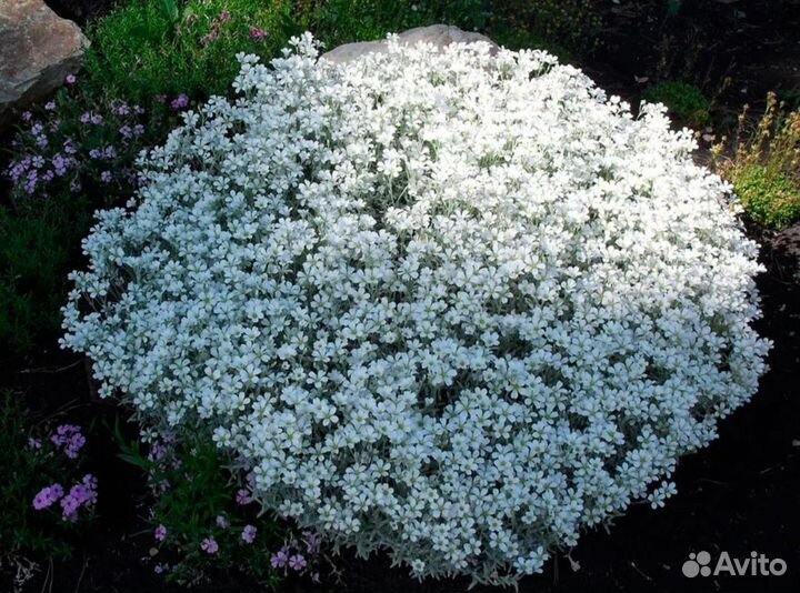 Растение ясколка