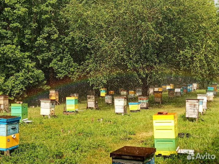 Пчелопакеты