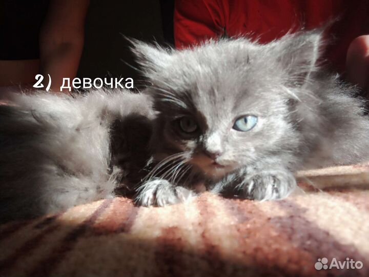 Отдам в добрые руки котят