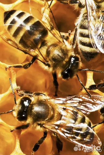 Пчелы