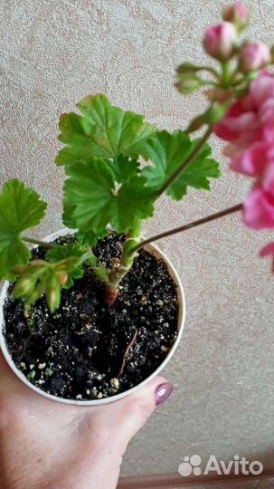 Пеларгония герань сортовая