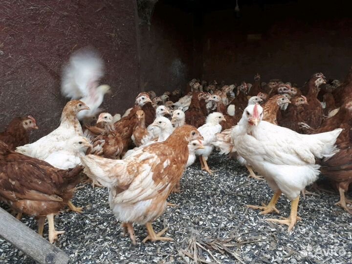 Курочки несушки ник Браун.доминанты.легорн.и.т.д