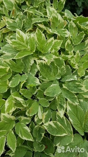 Саженцы декоративной пестролистной сныти