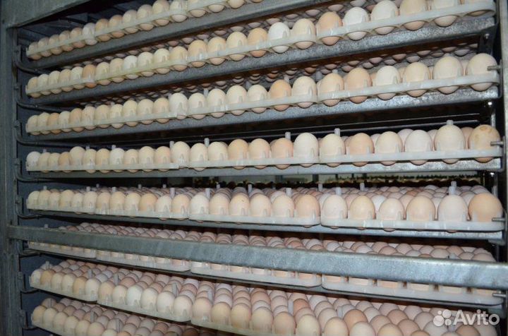 Утиное инкубационное яйцо