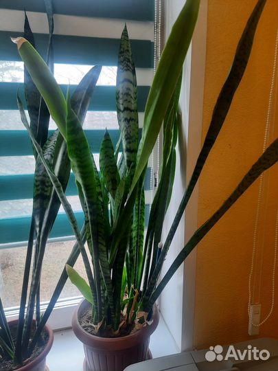 Фикус и компания )