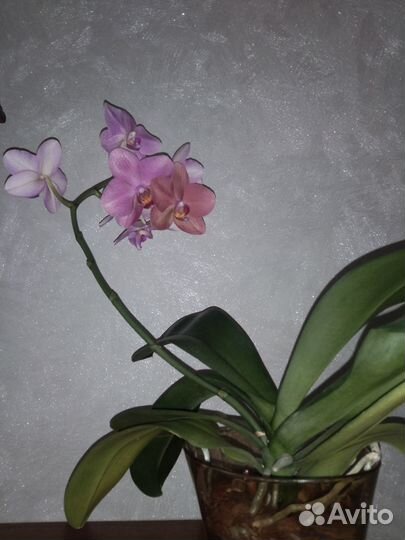Орхидея фаленопсис Хэппи Кэрол