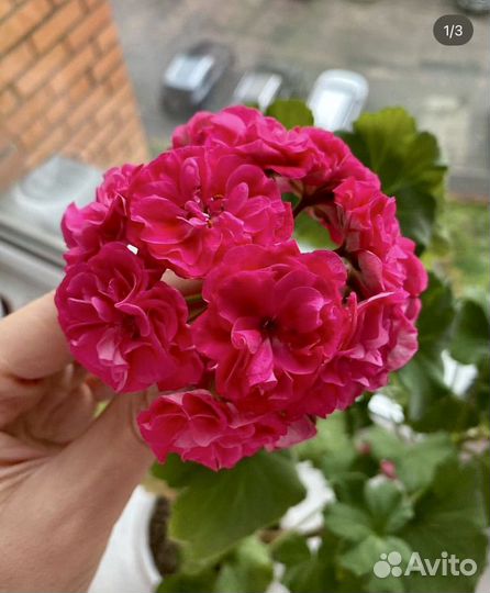 Пеларгония герань