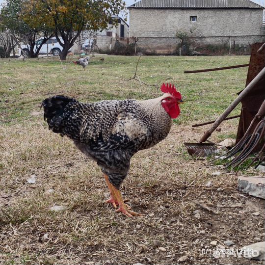 Молодые петухи