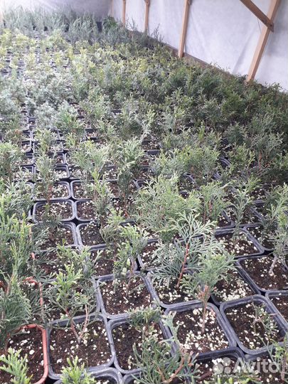 Туя смарагд