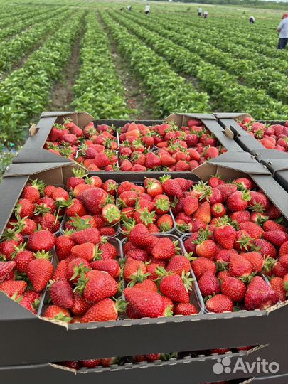 Рассада клубники фриго