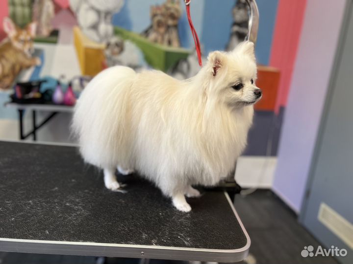 Помощник грумера