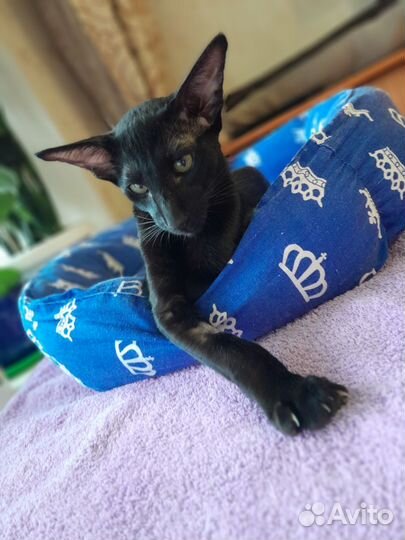 Ориентальная