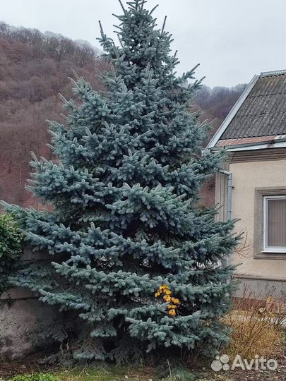 Ель голубая