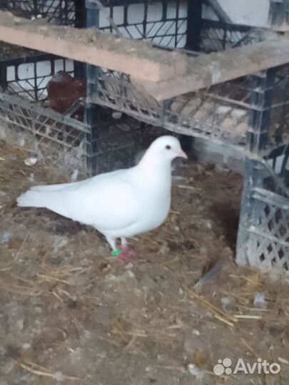 Николаевские голуби