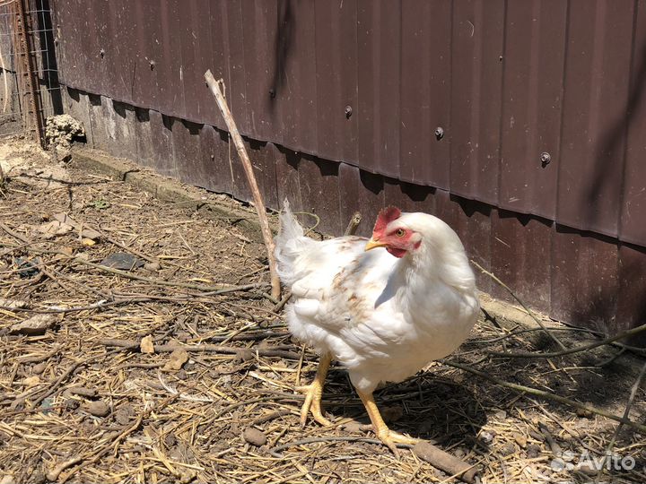 Цыплята с цветными яйцами