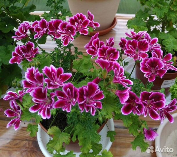 Ангелы(пеларгония)