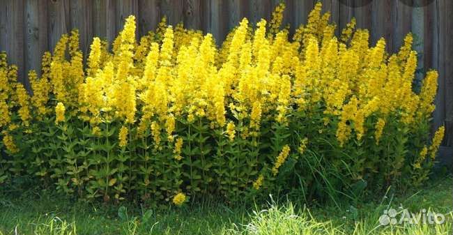 Вербейник краснолистный и обычный