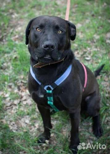 Питбуль в добрые руки бесплатно