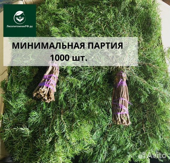 Пихтовый веник опт