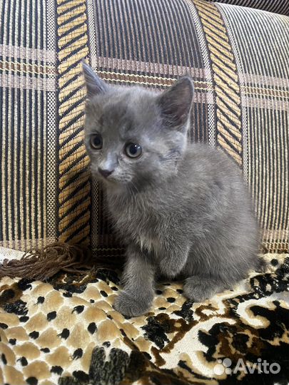 Котенок