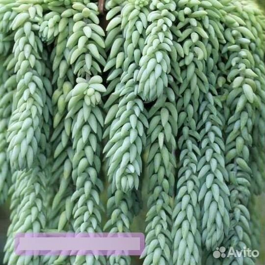 Sedum Morganianum