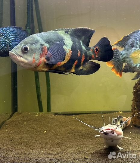 Астронотус и сомы клариус 25-30 см