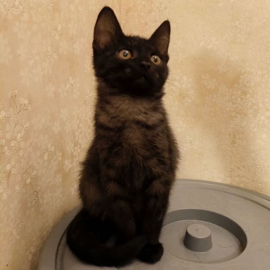 Әпкесі ағасымен анальді жыныстық қатынасты жақсы көреді