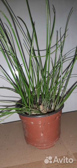 Индийский лук