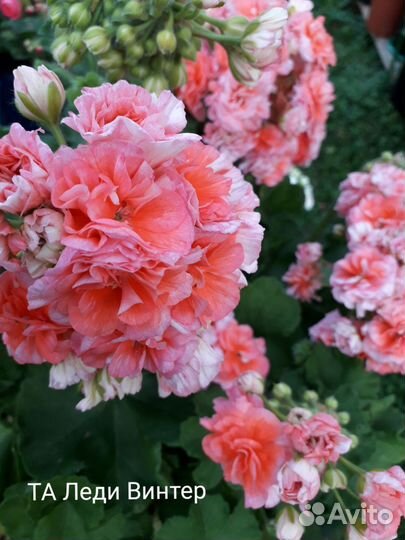 Сортовая пеларгония герань