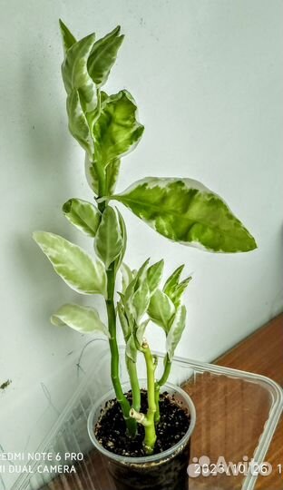 Нарядный Педилантус вариегатный