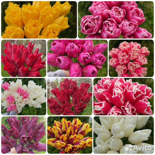 Тюльпаны (луковицы)