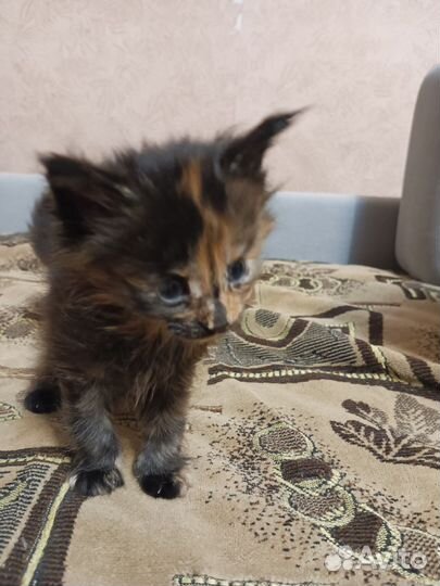 Котята мейн-кун