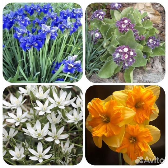 Цветы садовые