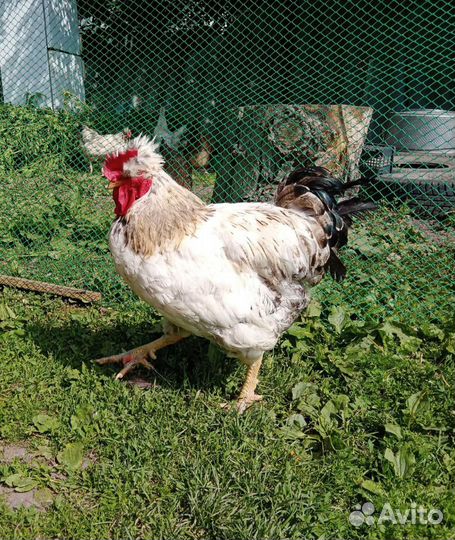 Молодые петухи,взрослые петухи