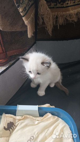 Кошки Рэгдолл